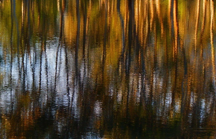 Reflections in the Dunkeld Arboretum Lake, Southern Grampians, Victoria
