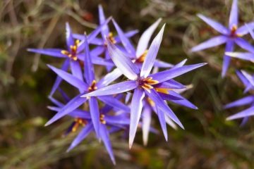 Tinsel Lilies, Grampians