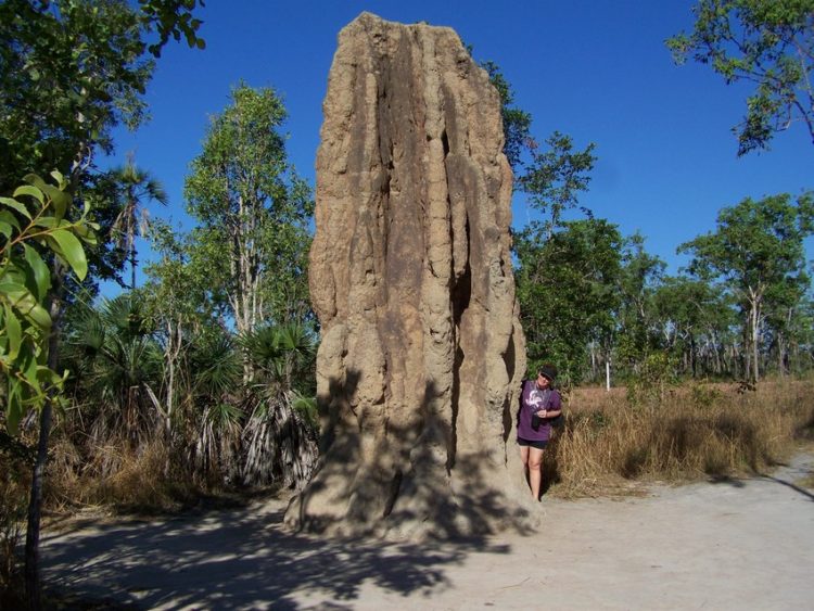 Termite Mound, Litchfield National Park, Northern Territory