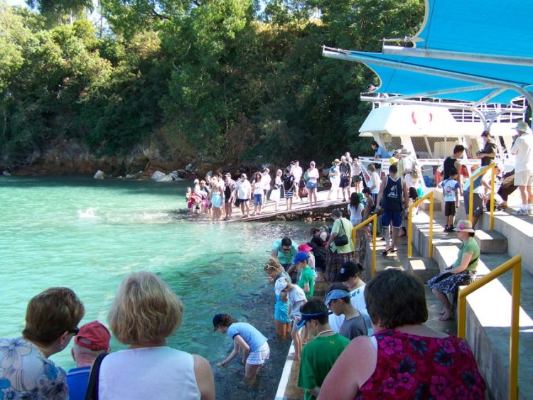 Fish Feeding, Aquascene, Darwin