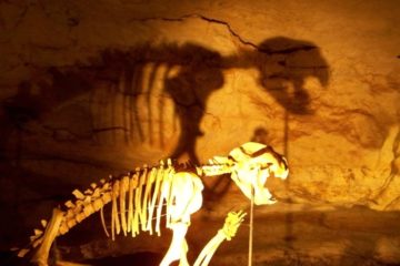 Thylacoleo carnifex, Australia's lion! Naracoorte Caves, South Australia