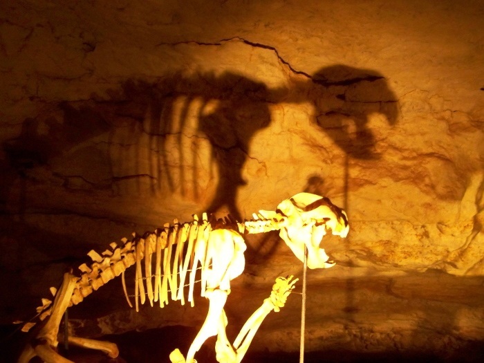 Thylacoleo carnifex, Australia's lion! Naracoorte Caves, South Australia
