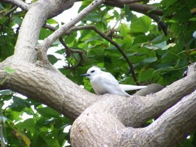 White Tern, Lord Howe Island (pic by Pilchard)