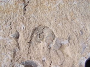 Moon Rock detail
