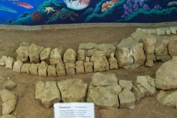 Plesiosaur at the Stone House Museum, Boulia