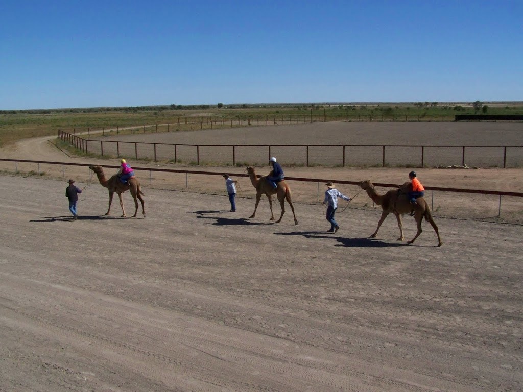 We Three Kings ... Camel handlers lead the camels to the starting line!