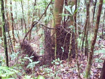 Golden Bowerbird Bower, Secret Location