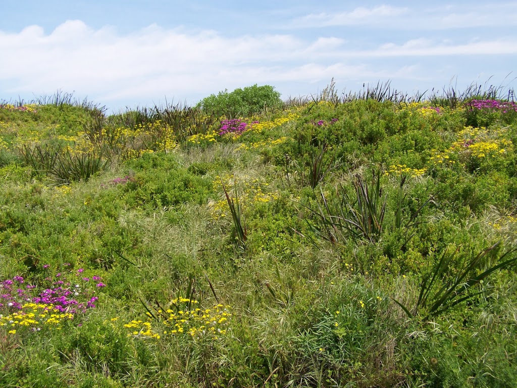 Coastal Vegetation, Muttonbird nesting area, Port Fairy