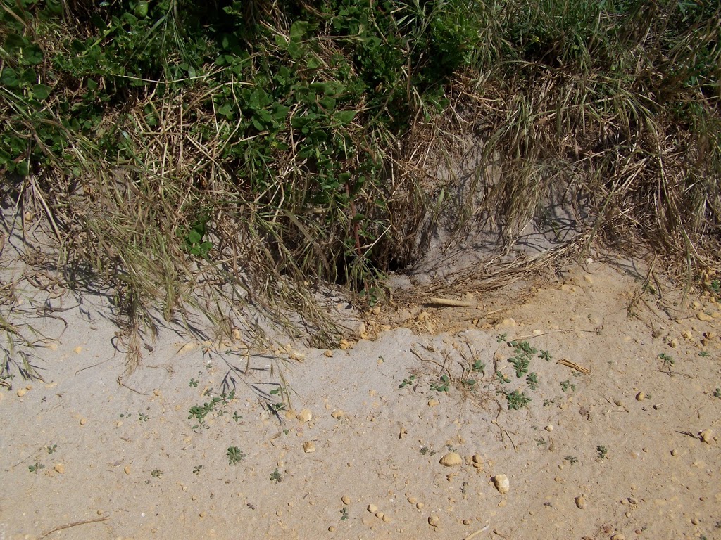 Muttonbird nesting burrow, Griffiths Island