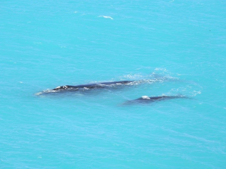 Whale and Calf at Head of Bight, South Australia