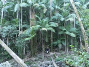 Palm Forest Walk, Sheepstation Creek
