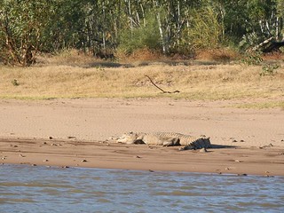 Broken Jaw's actually FATTER than the other crocodiles!