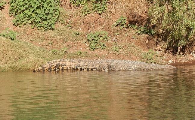 Crocodile on the banks of the Victoria River