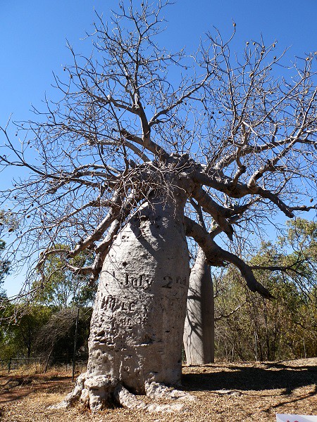 Gregory Tree, via Timber Creek, Northern Territory