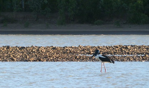 Jabiru (aka Black-necked Stork), Victoria River