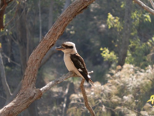 Kookaburra at Mt Barney, Scenic Rim