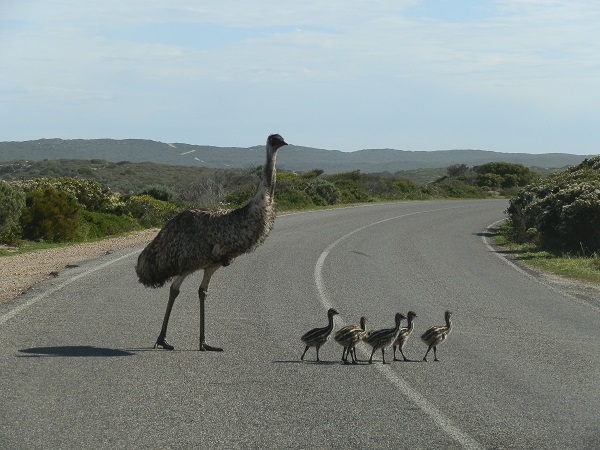 Emu and chicks at Innes National Park