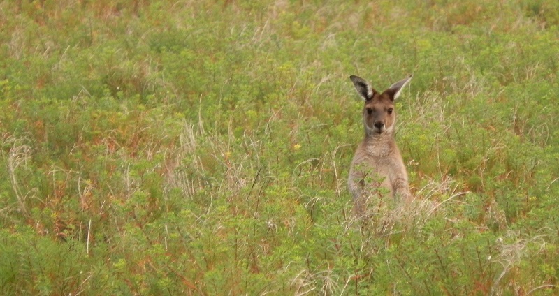 Kangaroo, Innes National Park