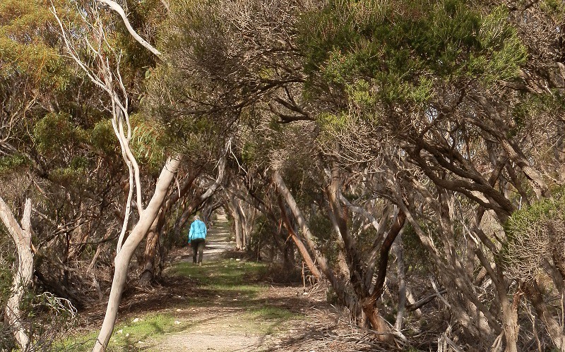 On the Thomas-Pfitzner Plaster Trail, Innes National Park