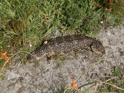 Sleepy Lizard