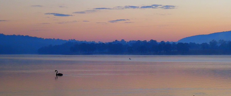 Sunrise with Swan, Lake Moogerah