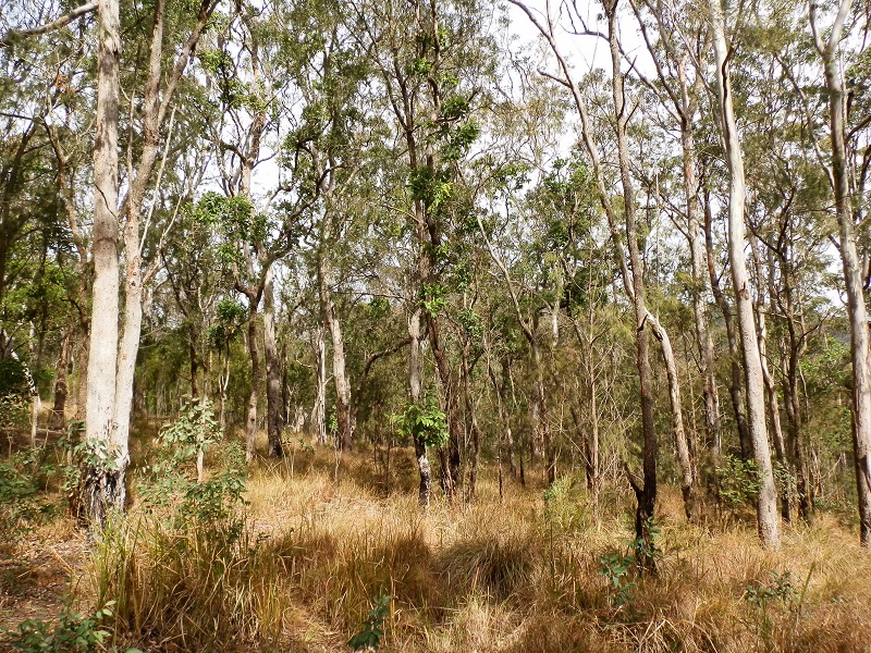 Spicers Gap Bushland, Scenic Rim