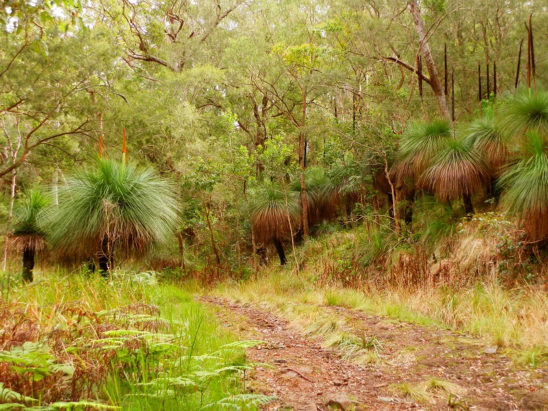Spicers Gap Road, Scenic Rim