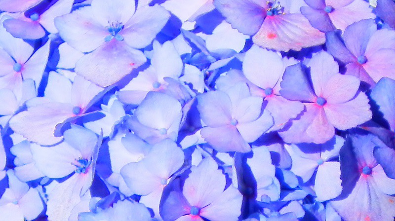 Hydrangea 1