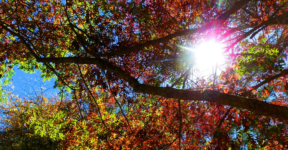Mosaic Colours at Mt Lofty Botanic Gardens