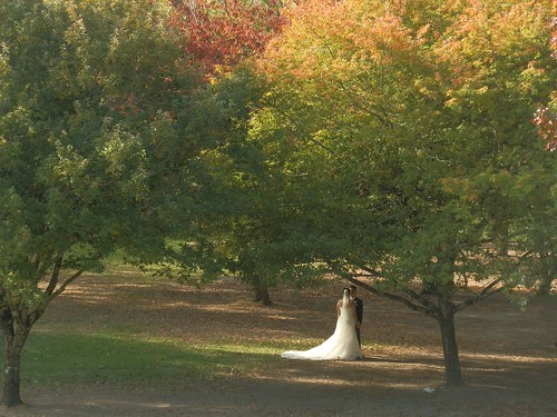A Wedding at Mt Lofty Botanic Gardens