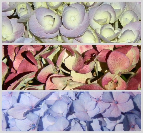 Hydrangea Collage