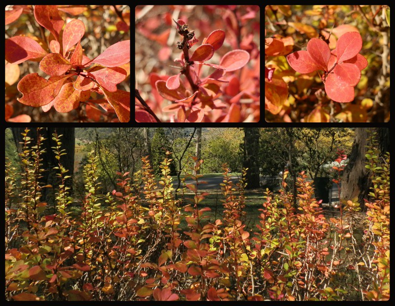 Loo View and RED Collage