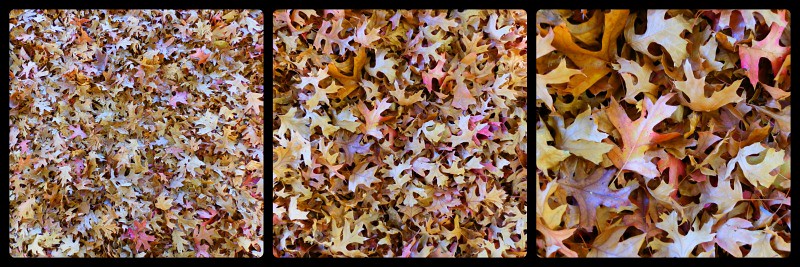 Oak Leaves Collage