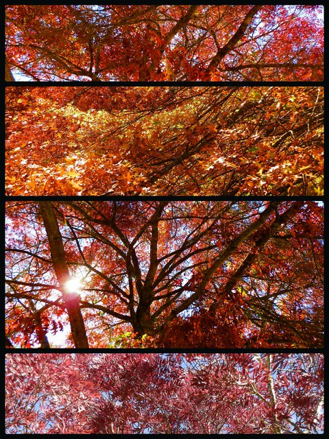 Red Random Collage