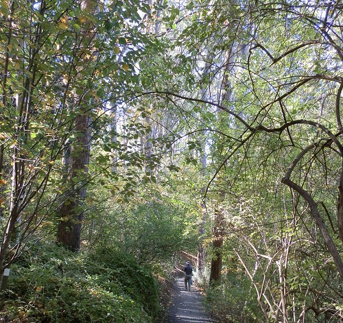 Mt Lofty Botanic Gardens Pathway Descending to the Lake