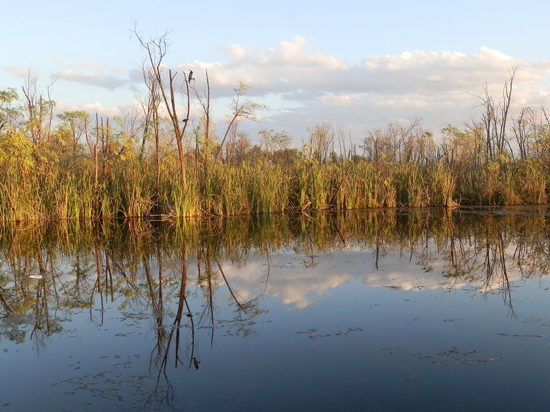 Early Morning at Lily Creek Lagoon, Kununurra