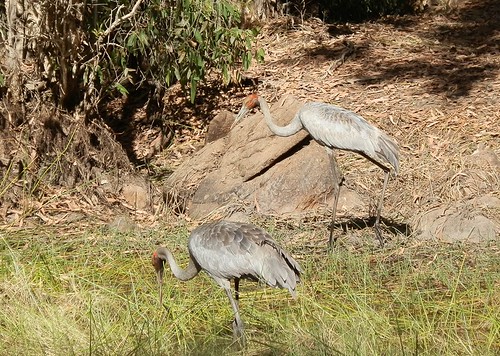 Brolgas on the King River Road, via Wyndham