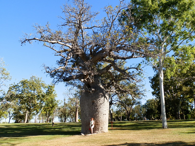 Boab Tree, Celebrity Tree Park, Kununurra