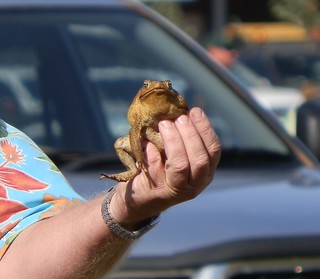 Thommos Toad, Kununurra Agricultural Show