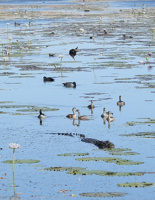 Birds - and Crocodile! Marlgu Billabong, via Wyndham