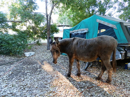 Fuzzy the Donkey, Wyndham