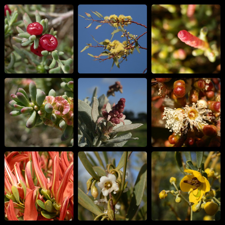 Flowers of Port Clinton
