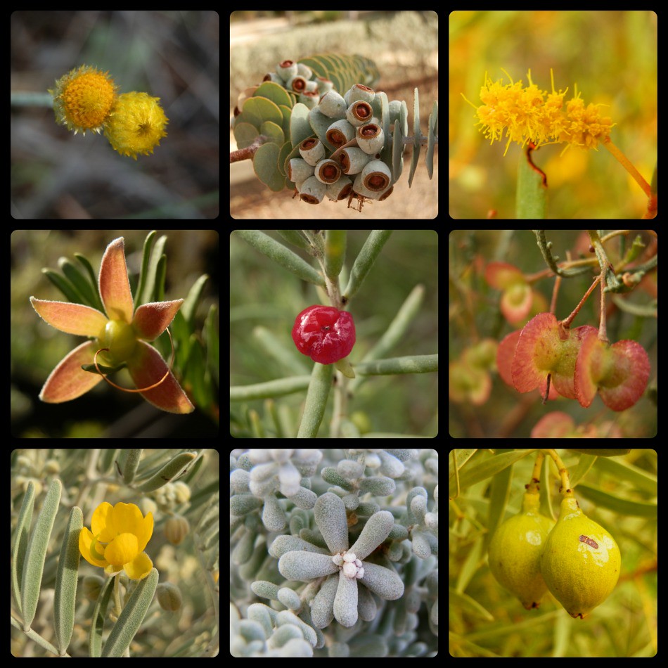 Arid Land Plants from Port Augusta Region