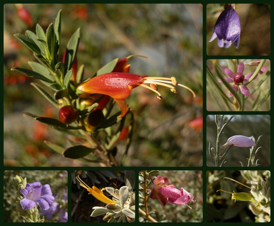 Eremophila from Port Augusta Region