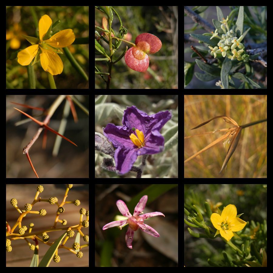 Angorichina Winter Flora, Northern Flinders Ranges