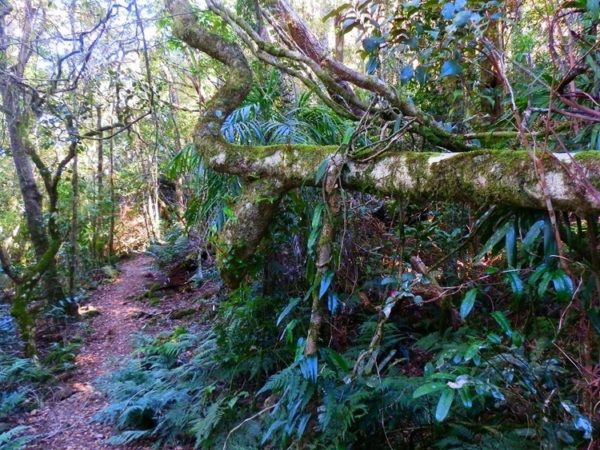 Falcorostrum Loop Walk