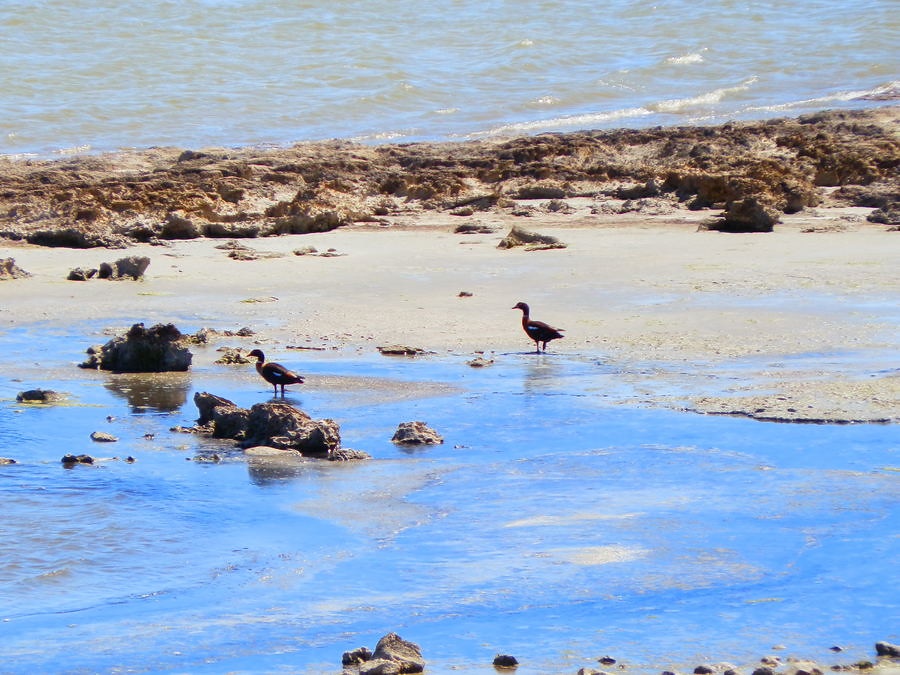 Shelducks on the Coorong, South Australia