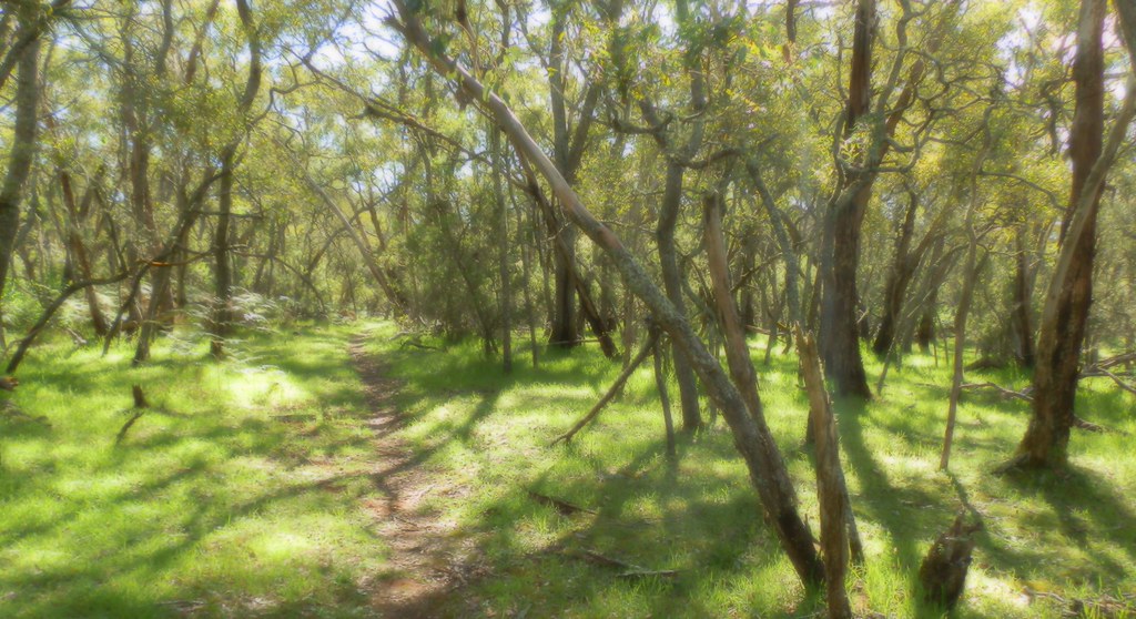 Penambol Conservation Park walking trail, Mount Gambier, Limestone Coast