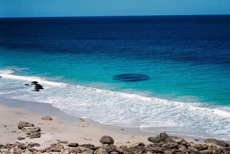 School of Salmon Offshore, Southern Yorke Peninsula