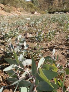 Eucalypts in Ten Mile Creek Bed